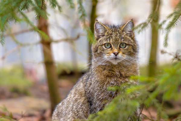 Naturerlebnisführung auf dem Wildkatzenpfad