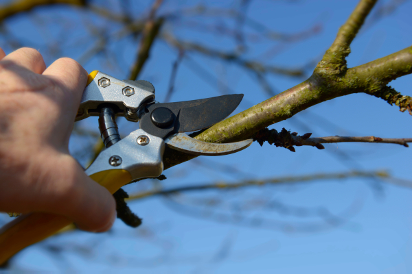 Schnittkurs für Obstgehölze