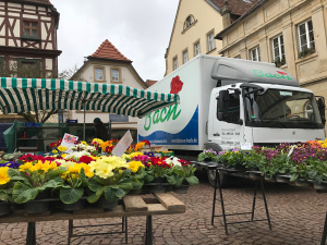 der Frühling kommt